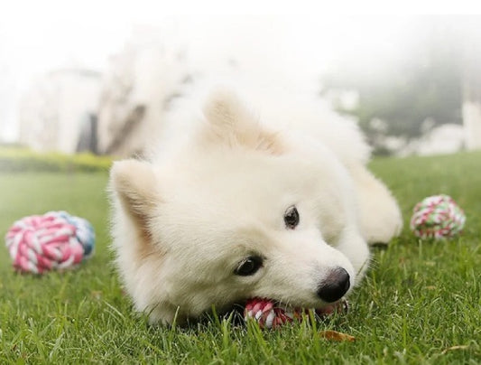 Kit de 2 pelotas Calabaza Pets